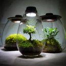 미니정원(테라리움) 이미지