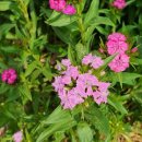 일신리경로당 이미지