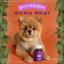 제일메디마켓 | 메디퍼피 액티브 F 관절영양제로 강아지 관절·체지방 케어