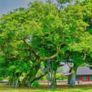 성읍리-14 이미지