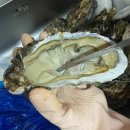 복만수산 티스토리