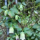 더덕꽃을 보셨나요? - 이기철 교수의 ‘문예창작교실’(평생교육원) 강좌 소개 이미지