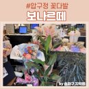보나르떼디자인 | 압구정 꽃집 보나르떼 강남 꽃배달 가능한 신선한 생화 꽃다발 후기