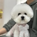 오구오구 펫살롱 이미지