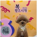 편안한댕 이미지