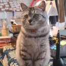 추냔이네 이미지