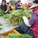 청정미나리영농조합 이미지