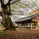 동계로(문장2길) | 산은 맑고 물은 고와 나무는 늙고 시냇가 깊은 것은- 나주 쌍계정