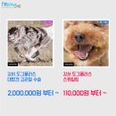 도그플러스동물병원 이미지