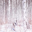 자작나무 이미지