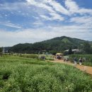 봉평메밀꽃막국수 | 2025 평창 봉평 메밀꽃축제(효석문화제) 방문 후기