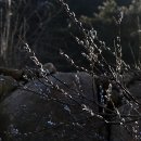 청산별곡 이미지