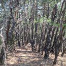 금남 장령 마니분맥 3구간 //죽산리~노고산~죽산봉~소암봉~마니산~향로봉 왕복~사자머리봉~어류산~시루봉~기호리 태소 이미지
