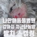 나만 애 동물병원 이미지