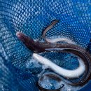 일품 장어나라 이미지