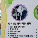 강아지 공화국 이미지