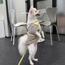 도그와트 이미지