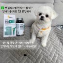 한마로 | 마이펫닥터 시그니처 2.0 강아지 고함량 영양제(관절+슬개골) 슬개골 탈구 예방 방법