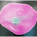 백두대간 자생씨앗 아름다움에 반하다 이미지