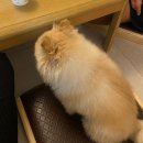 임초리부뚜막 | 가평펜션 애견동반 가능한:임초리부뚜막풀빌라 201호 후기