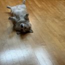대신호집 | 26-(7) 나도 푹자고시퍼요