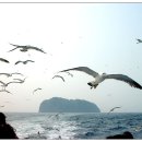 갈매기 이미지