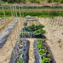 텃밭 | 울산 북구 송정 공용텃밭 후기