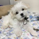 도그블랑 | 부천 애견미용 도그블랑 후기