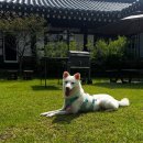 숲속노을 동물병원 이미지