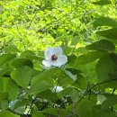 보해양조(주)속초지점 | [속초] 설악산 남교리~복숭아탕~대승령~1408봉~귀때기청봉~한계령 설악산 서북능선 등산
