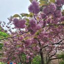 문수사 | (충남) 겹벚꽃명소 서산 문수사 N번째 방문 후기