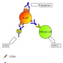 Re: B 세포와 자가면역 이미지