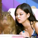 동물왕국 | 제니가 반한 카피바라 여행지 (나스 동물 왕국, 카피바라 온천)