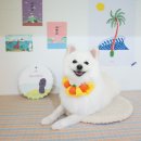 그루밍제주 이미지