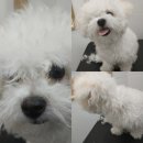 봄사랑 동물병원 이미지