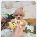 야옹아멍멍해봐(주월점) 이미지