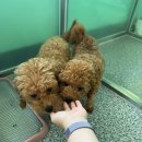 펫월드 경산임당점 | 경산 유기견봉사 러피월드 경산반려동물입양센터 봉사후기