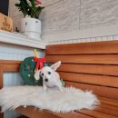 오구오구살롱 이미지