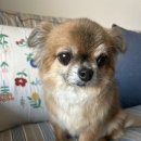 사랑네 애견미용 호텔 | 운정애견미용 행복카댕에서 경험한 스트레스 없는 파주애견미용 솔직 후기