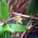 나리반점 이미지