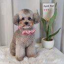 에이프릴펫 이미지