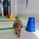 굿댕스쿨 이미지