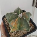 비마이포레스트