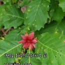상수리 이미지