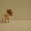 유올펫 강아지고양이 청주점 네이버블로그