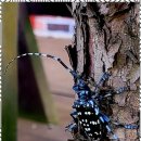 로뎀펜션 이미지