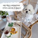 태양광 하천경보기 | 의왕 백운호수애견동반카페 썬카페 수제디저트 및 음료후기