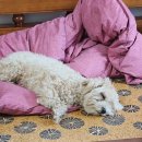 해비치동물병원 이미지