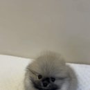 부산애견 이미지