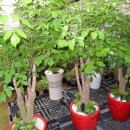 행복나무 이미지